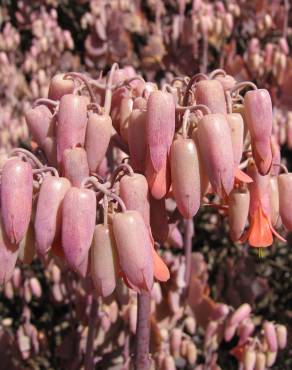 Fotografia 6 da espécie Bryophyllum fedtschenkoi no Jardim Botânico UTAD