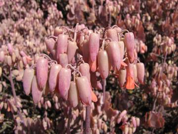 Fotografia da espécie Bryophyllum fedtschenkoi