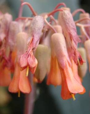 Fotografia 8 da espécie Bryophyllum fedtschenkoi no Jardim Botânico UTAD