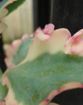 Fotografia 9 da espécie Bryophyllum fedtschenkoi no Jardim Botânico UTAD