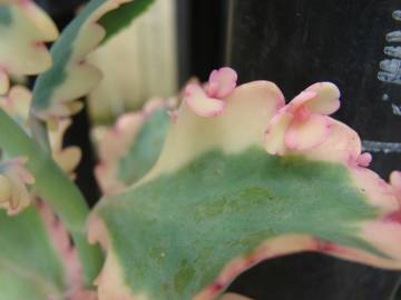 Fotografia da espécie Bryophyllum fedtschenkoi