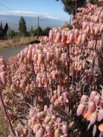 Fotografia da espécie Bryophyllum fedtschenkoi