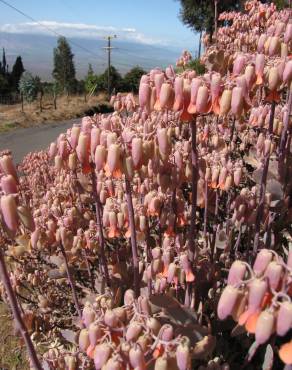 Fotografia 10 da espécie Bryophyllum fedtschenkoi no Jardim Botânico UTAD