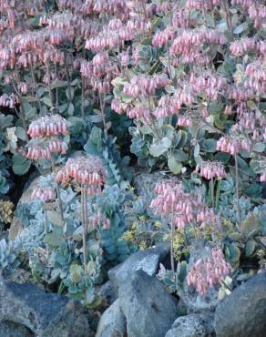 Fotografia 11 da espécie Bryophyllum fedtschenkoi no Jardim Botânico UTAD