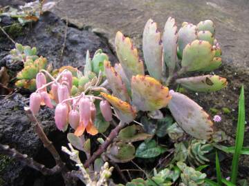 Fotografia da espécie Bryophyllum fedtschenkoi