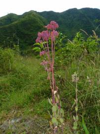 Fotografia da espécie Bryophyllum fedtschenkoi