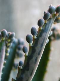 Fotografia da espécie Kalanchoe daigremontiana