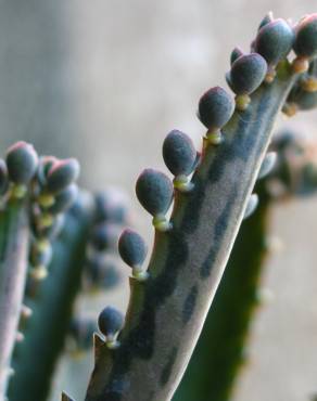 Fotografia 3 da espécie Kalanchoe daigremontiana no Jardim Botânico UTAD