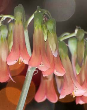 Fotografia 4 da espécie Kalanchoe daigremontiana no Jardim Botânico UTAD