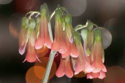 Fotografia da espécie Kalanchoe daigremontiana