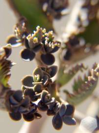 Fotografia da espécie Kalanchoe daigremontiana