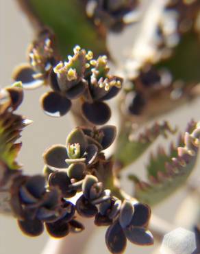 Fotografia 5 da espécie Kalanchoe daigremontiana no Jardim Botânico UTAD