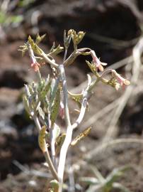 Fotografia da espécie Kalanchoe daigremontiana