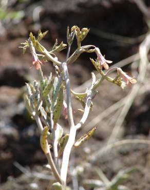 Fotografia 7 da espécie Kalanchoe daigremontiana no Jardim Botânico UTAD