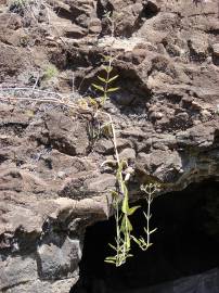 Fotografia da espécie Kalanchoe daigremontiana