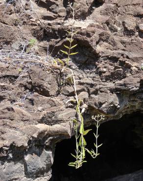 Fotografia 8 da espécie Kalanchoe daigremontiana no Jardim Botânico UTAD