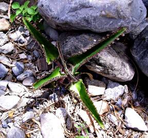 Fotografia da espécie Kalanchoe daigremontiana