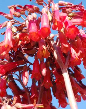 Fotografia 10 da espécie Kalanchoe daigremontiana no Jardim Botânico UTAD