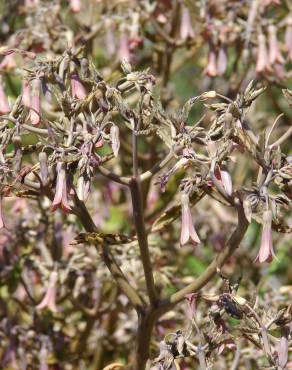 Fotografia 11 da espécie Kalanchoe daigremontiana no Jardim Botânico UTAD