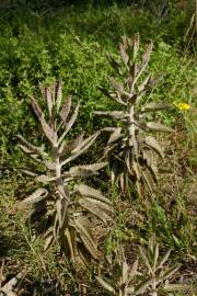 Fotografia da espécie Kalanchoe daigremontiana