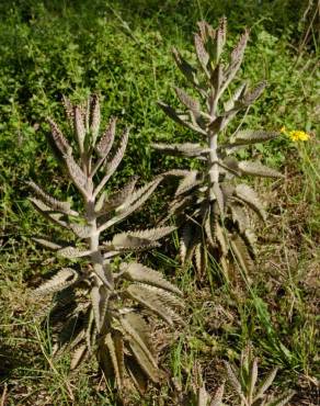 Fotografia 12 da espécie Kalanchoe daigremontiana no Jardim Botânico UTAD