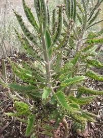 Fotografia da espécie Kalanchoe daigremontiana