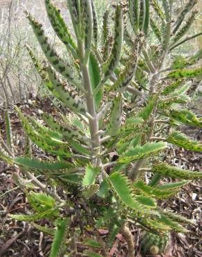 Fotografia 13 da espécie Kalanchoe daigremontiana no Jardim Botânico UTAD