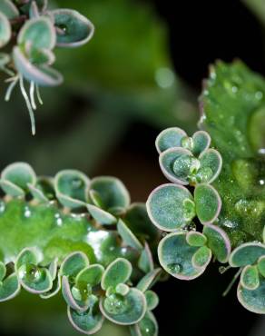 Fotografia 14 da espécie Kalanchoe daigremontiana no Jardim Botânico UTAD