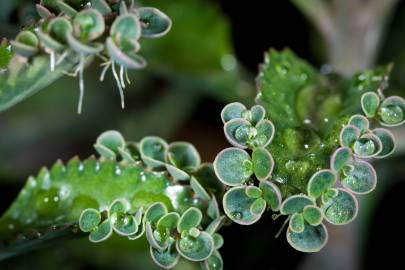 Fotografia da espécie Kalanchoe daigremontiana