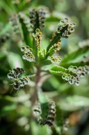 Fotografia da espécie Kalanchoe daigremontiana