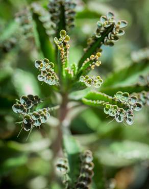 Fotografia 15 da espécie Kalanchoe daigremontiana no Jardim Botânico UTAD