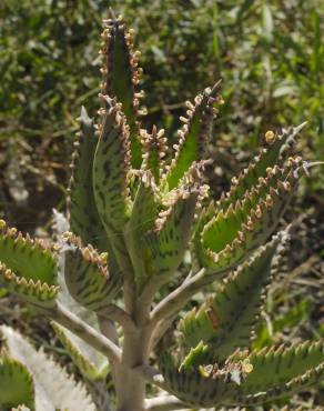 Fotografia 16 da espécie Kalanchoe daigremontiana no Jardim Botânico UTAD