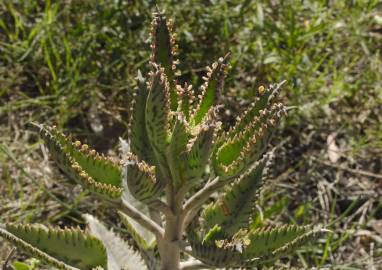 Fotografia da espécie Kalanchoe daigremontiana