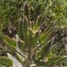 Fotografia 16 da espécie Kalanchoe daigremontiana do Jardim Botânico UTAD