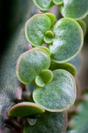 Fotografia da espécie Kalanchoe daigremontiana