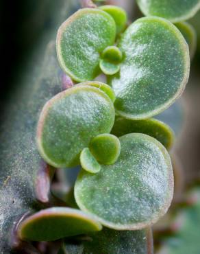 Fotografia 17 da espécie Kalanchoe daigremontiana no Jardim Botânico UTAD