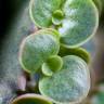 Fotografia 17 da espécie Kalanchoe daigremontiana do Jardim Botânico UTAD