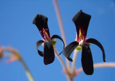 Fotografia da espécie Pelargonium sidoides