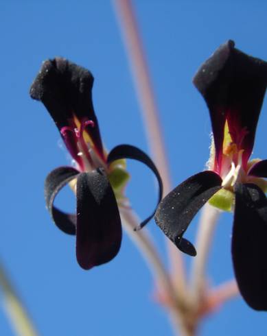 Fotografia de capa Pelargonium sidoides - do Jardim Botânico