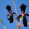 Fotografia 1 da espécie Pelargonium sidoides do Jardim Botânico UTAD