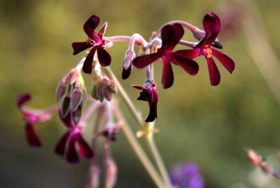 Fotografia da espécie Pelargonium sidoides