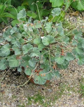 Fotografia 3 da espécie Pelargonium sidoides no Jardim Botânico UTAD