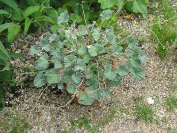 Fotografia da espécie Pelargonium sidoides