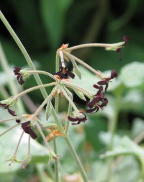 Fotografia 4 da espécie Pelargonium sidoides no Jardim Botânico UTAD