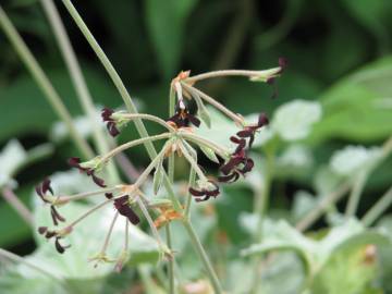 Fotografia da espécie Pelargonium sidoides