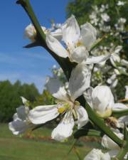 Fotografia da espécie Citrus trifoliata