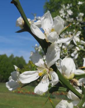 Fotografia 1 da espécie Citrus trifoliata no Jardim Botânico UTAD