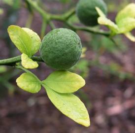 Fotografia da espécie Citrus trifoliata