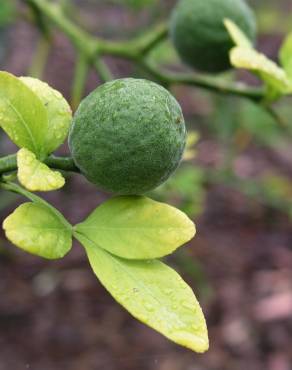 Fotografia 4 da espécie Citrus trifoliata no Jardim Botânico UTAD