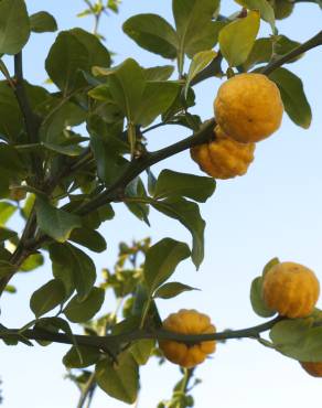 Fotografia 5 da espécie Citrus trifoliata no Jardim Botânico UTAD